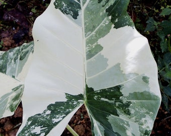 variegated alocasia California Starter Plant (ALL STARTER PLANTS require you to purchase 2 plants!)