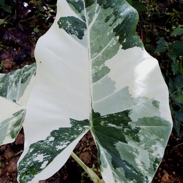 variegated alocasia California Starter Plant (ALL STARTER PLANTS require you to purchase 2 plants!)