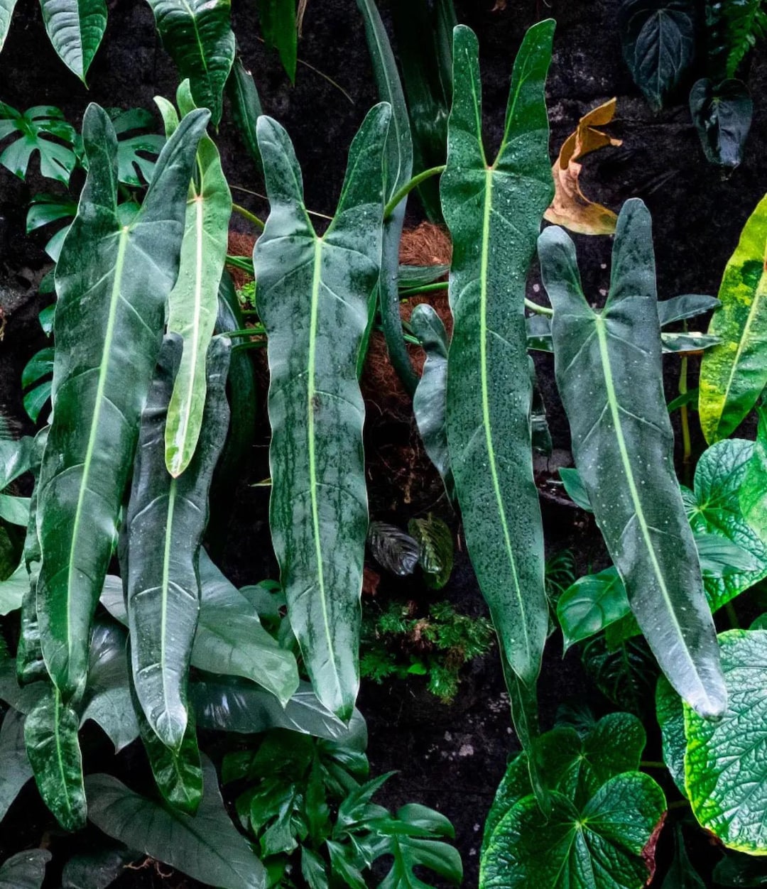 hylocereus undatus plant Hylocereus undatus