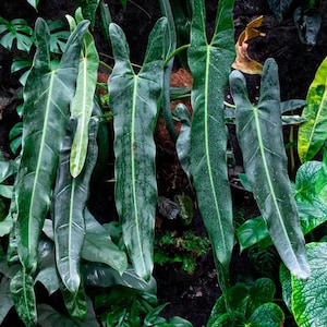Philodendron spiritus sancti 2” pot (ALL STARTER PLANTS require you to purchase 2 plants!)