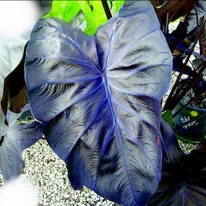 Colocasia Black Coral 4” pot (ALL STARTER PLANTS require you to purchase 2 plants!)