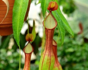 Nepenthes St. Gaya Starter Plant (ALL STARTER PLANTS require you to purchase 2 plants!)