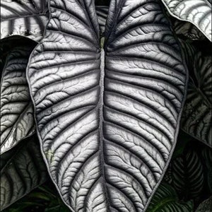 Alocasia nebula imperialis Starter Plant (ALL STARTER PLANTS require you to purchase 2 plants!)