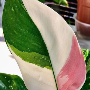 Philodendron white princess XL starter plant (all starter plants require you to purchase 2 plants!)