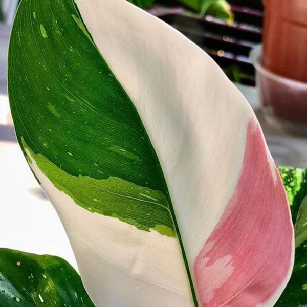 Philodendron white princess XL starter plant (all starter plants require you to purchase 2 plants!)