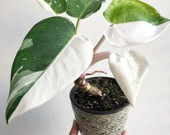 philodendron white wizard Starter Plant (ALL STARTER PLANTS require you to purchase 2 plants!)