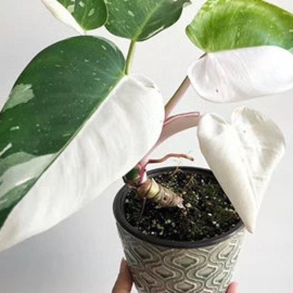 philodendron white wizard Starter Plant (ALL STARTER PLANTS require you to purchase 2 plants!)