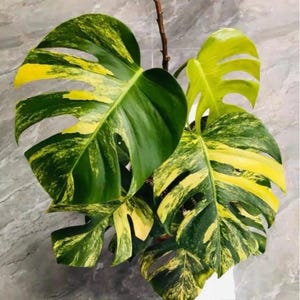 May include: Close-up of a Monstera plant with large, split leaves. The leaves are a vibrant green with irregular patches of yellow variegation. The plant is set against a neutral background, highlighting the striking foliage.