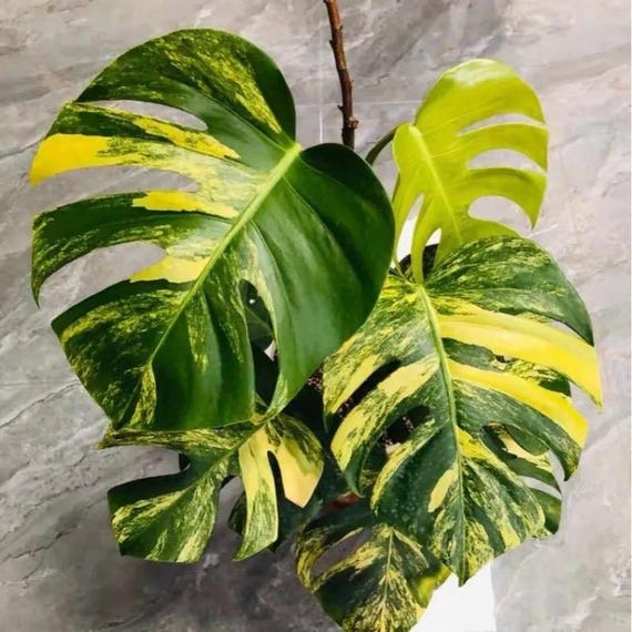 Monstera Aurea 2 Pot (ALL STARTER PLANTS Require You to Purchase 2  Plants!) - Etsy