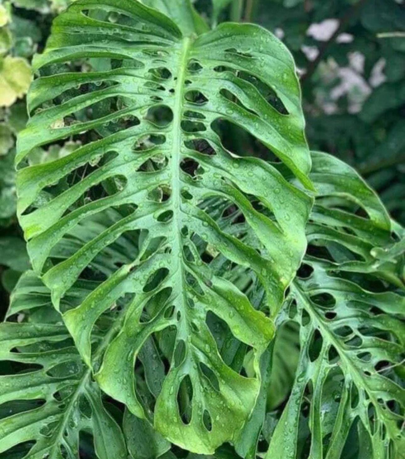 Monstera Acuminata Starter Plant (ALL STARTER PLANTS Require You