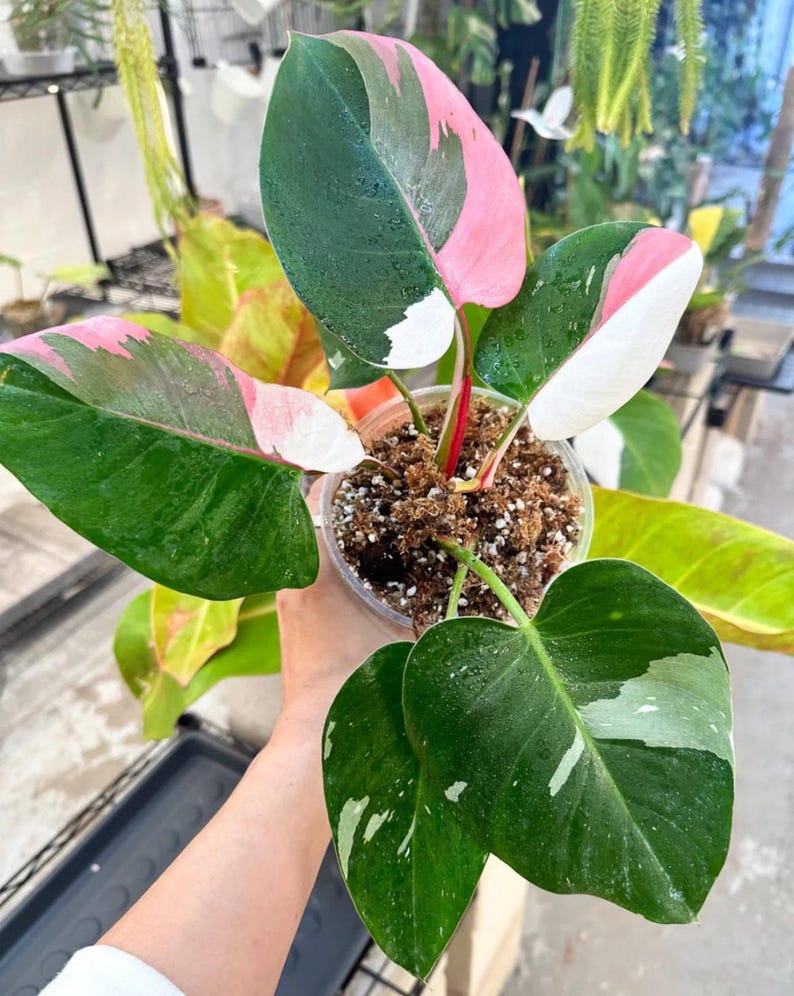 Philodendron White Princess Tc Princess Starter Plant ALL STARTER