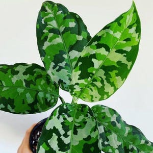 May include: Close-up of a houseplant with large, vibrant green leaves. The leaves feature a unique camouflage pattern of lighter green and white splotches. The plant is in a black pot, and the background is plain white.