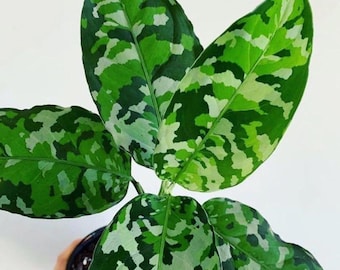 Aglaonema Pictum tricolor starter plant **(ALL plants require you to purchase ANY 2 plants!)**