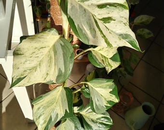 pothos manjula 4” pot **(ALL plants require you to purchase ANY 2 plants!)**