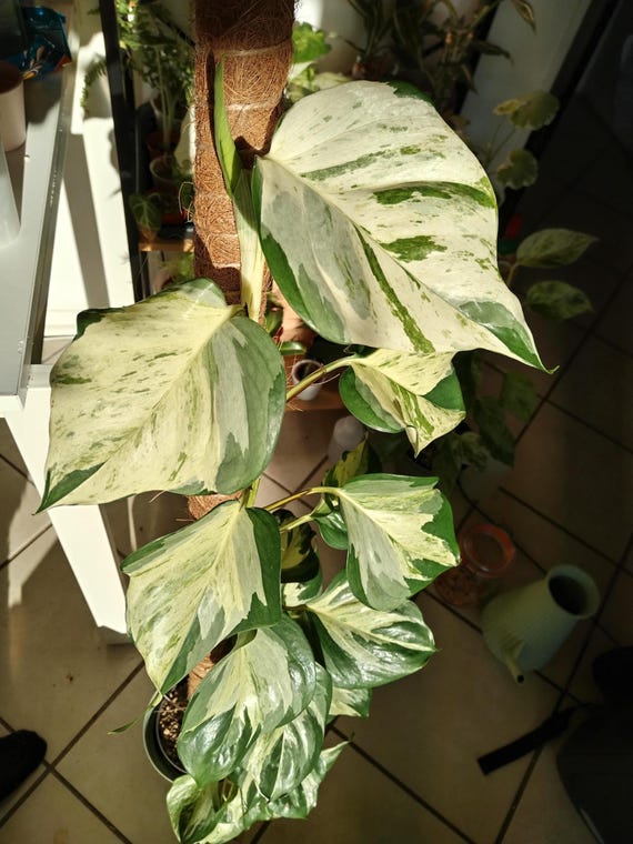 Pothos Manjula 4 Pot **(ALL Plants Require You to Purchase ANY 2  Plants!)** - Etsy