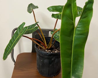 Philodendron billietiae 2” pot (ALL PLANTS require you to purchase 2 plants!)