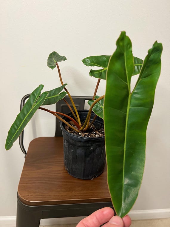 best window for ponytail palm Palm, Ponytail 6"  Chalet