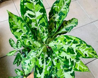 Aglaonema Pictum tricolor #2 starter plant **(ALL plants require you to purchase ANY 2 plants!)**
