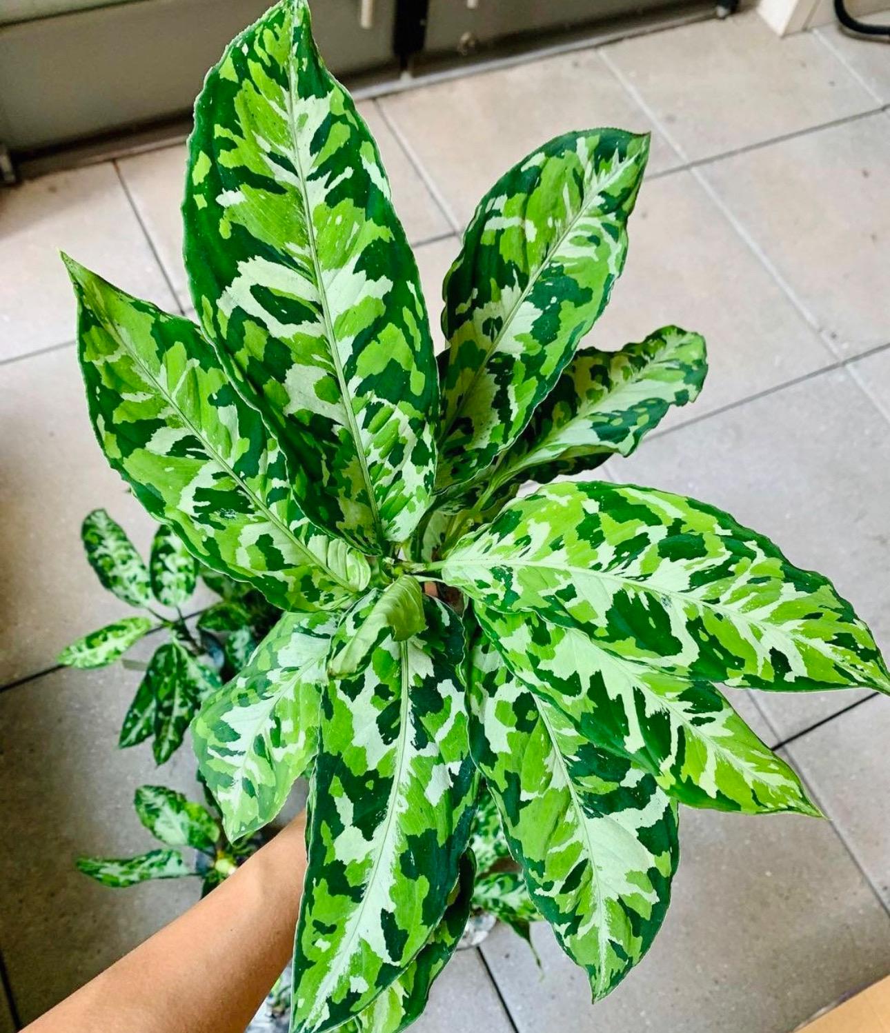 Aglaonema Pictum Tricolor Seed - Etsy