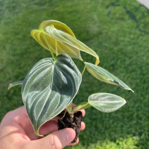 May include: A small, potted plant with large, heart-shaped leaves. The leaves are a deep green with prominent veining and a silvery sheen. The plant is held against a backdrop of green grass.