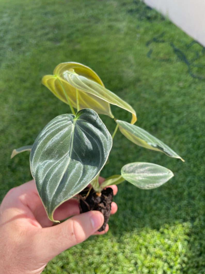 May include: A small, potted plant with large, heart-shaped leaves. The leaves are a deep green with prominent veining and a silvery sheen. The plant is held against a backdrop of green grass.