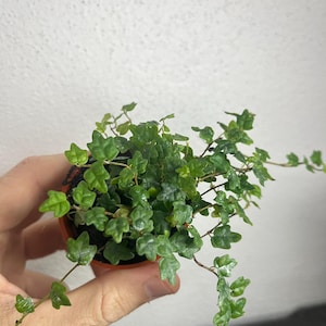 String of Frogs Starter Plant (ALL STARTER PLANTS require you to purchase 2 plants!)