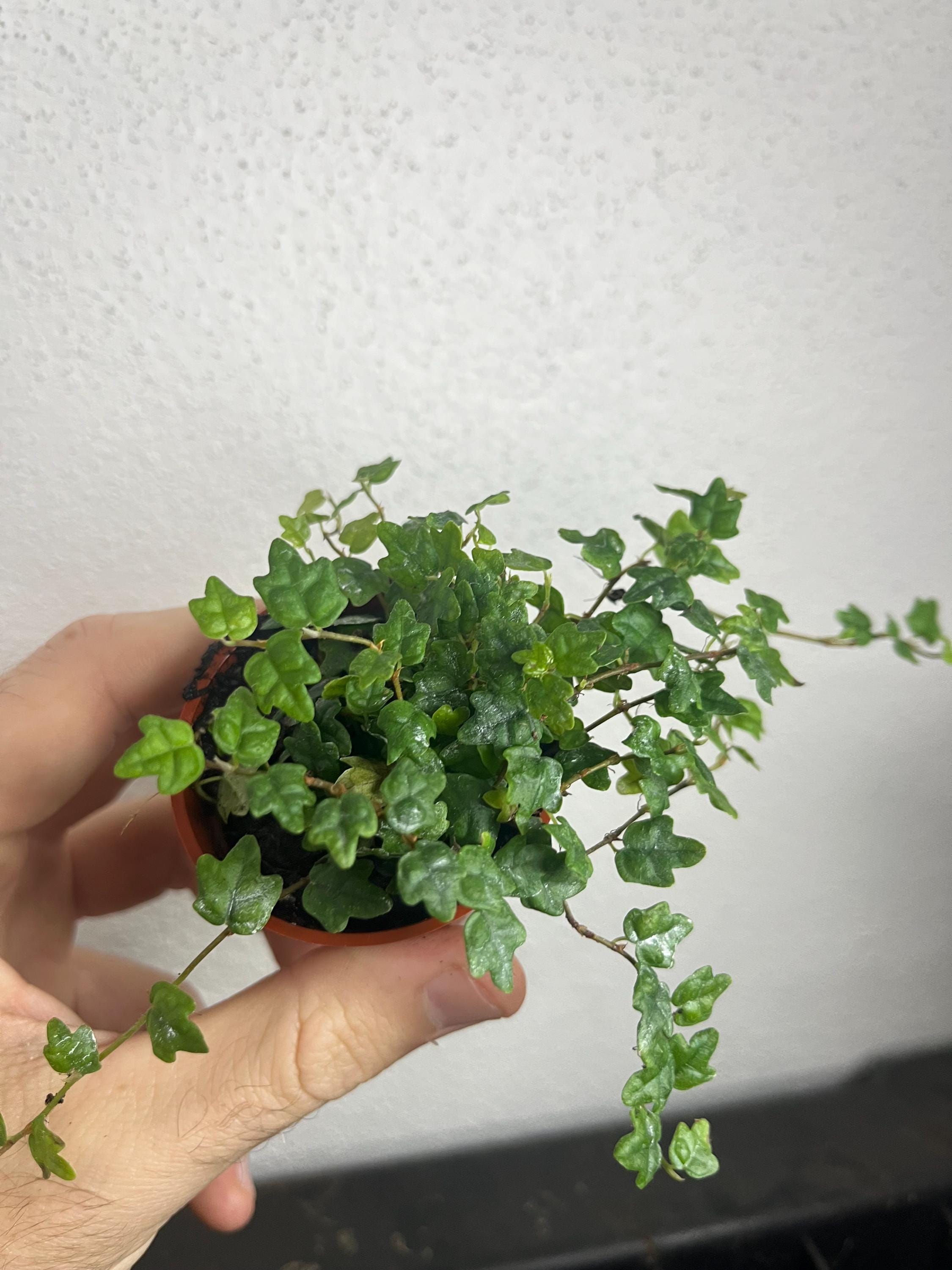 String of Frogs Starter Plant (ALL STARTER PLANTS require you to purchase 2 plants!)