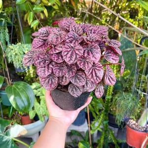 Peperomia Luna red starter plant **(ALL plants require you to purchase ANY 2 plants!)**