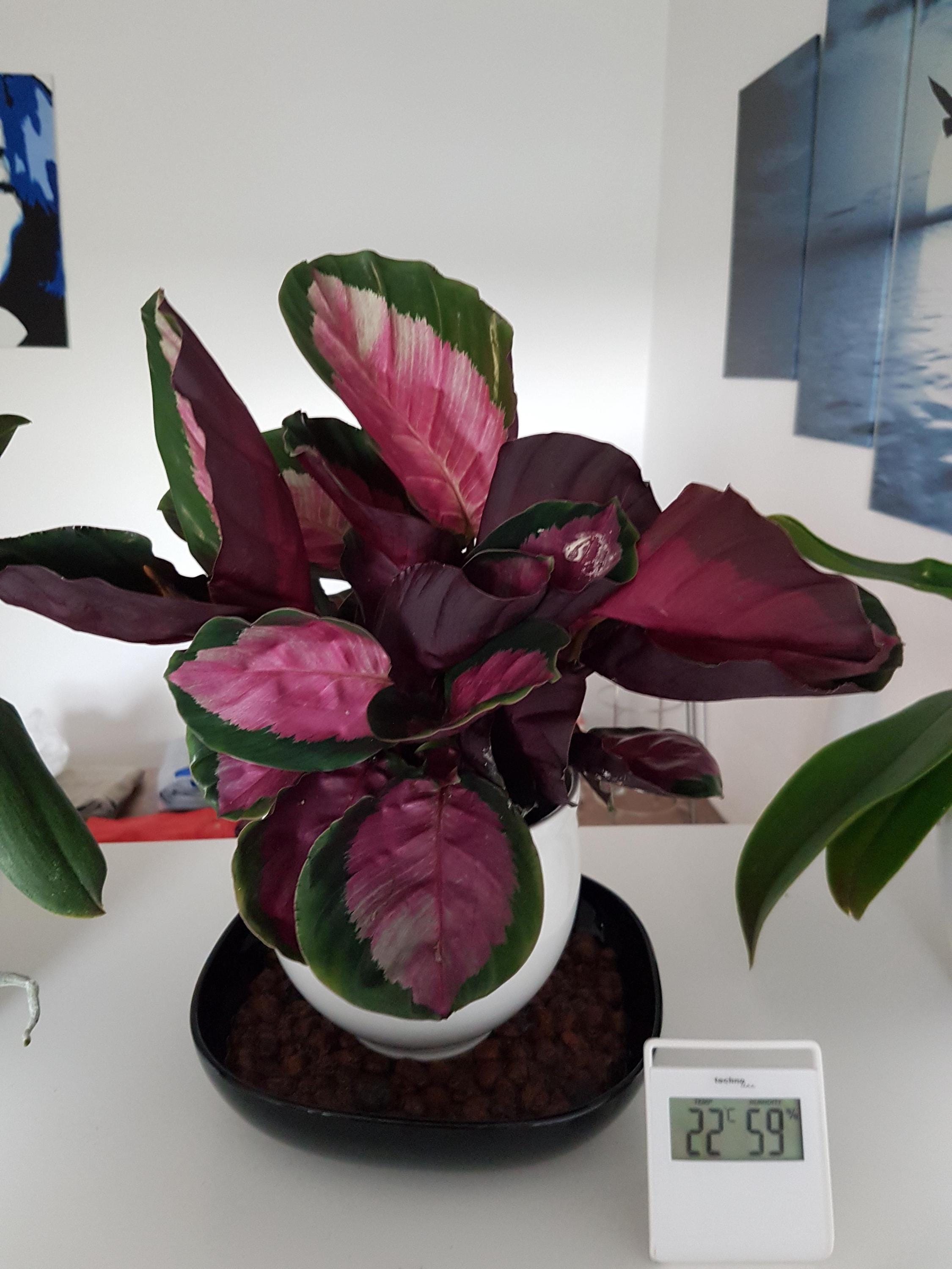 dracaena burley pflege Dracaena Fragans Burley  Geb & Green