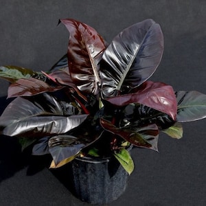 Multi stem Philodendron black cardinal Starter Plant (ALL STARTER PLANTS require you to purchase 2 plants!)