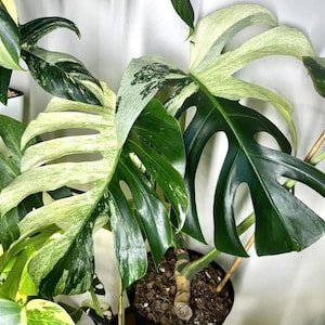 May include: Close-up of a Monstera plant with large, variegated leaves. The leaves display a mix of deep green and creamy white patterns. The plant is potted in a black container with visible soil.