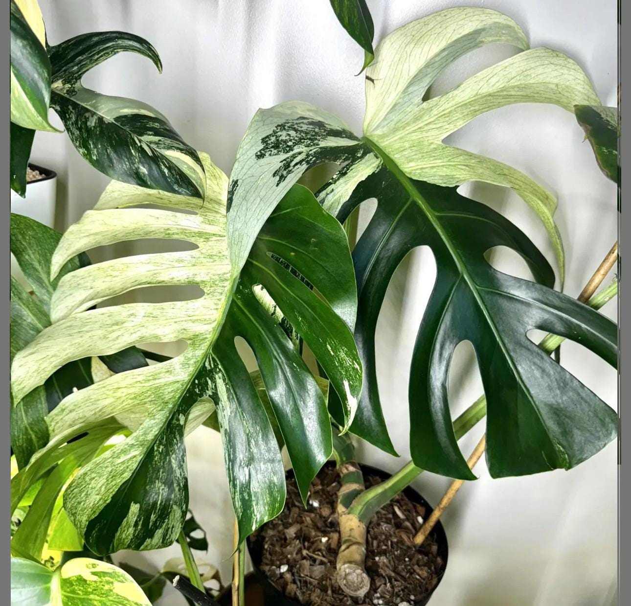 monstera in terracotta Monstera Esqueleto Skeleton Plant | Tropical Indoor Plants & Houseplants