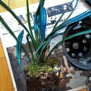 blue oil fern 4” pot (all orders require purchase of 2 plants)