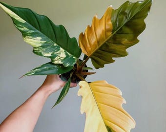 Philodendron Pink Princess Marble "High pink color" :Indoor Plants -Easy Care Houseplant - Starter Plant, Live, Easy to Grow-Beginner Plant