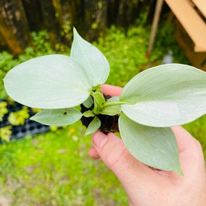 Philodendron silver sword hastatum Starter Plant ALL STARTER PLANTS require you to purchase 2 plants image 7