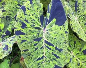 Colocasia Mojito "Esculenta" Elephant Ear Starter Plant. **ALL starter plants require you to purchase 2 plants! **