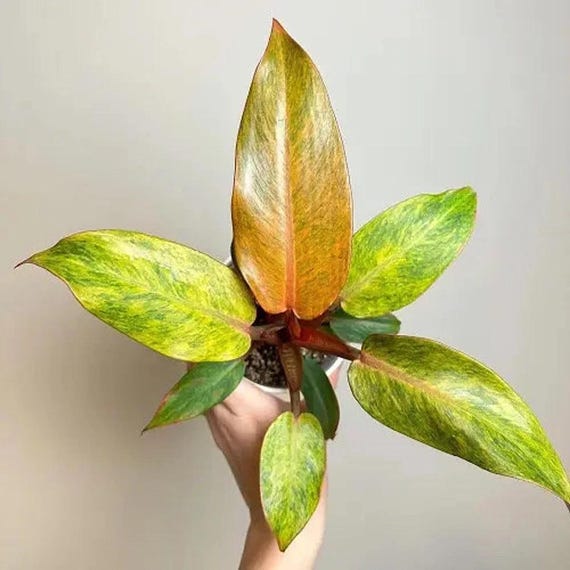 fake plant palm 7' Artificial Kentia Palm Silk Tree main image 1
