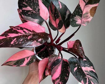 Philodendron black cherry Pink Princess 2” pot (ALL STARTER PLANTS require you to purchase 2 plants!)