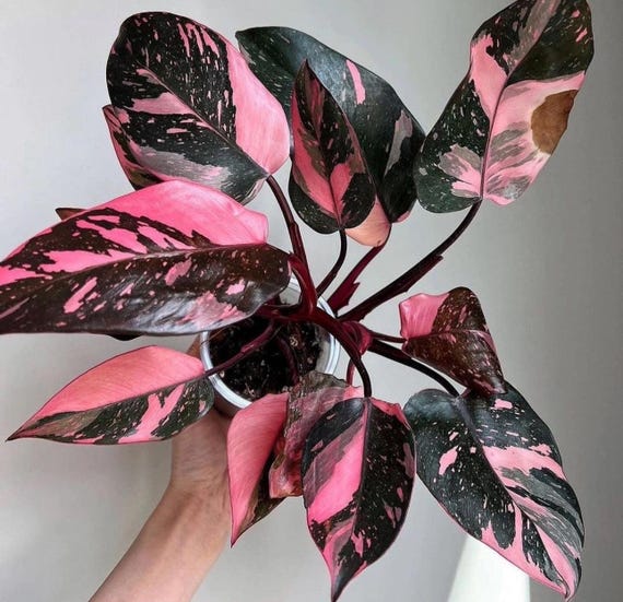 Philodendron black cherry Pink Princess 2 pot (ALL STARTER PLANTS require  you to purchase 2 plants!) - Etsy sterreich
