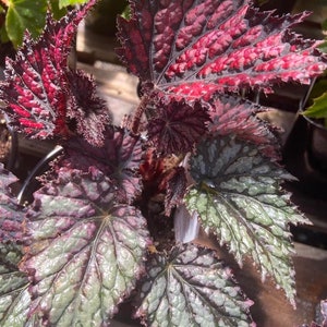 Begonia Rex Jurassic Jr 'Fire Spike' starter Plant (ALL STARTER PLANTS require you to purchase 2 plants!)