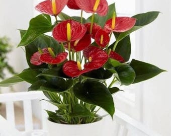 Anthurium Oaxaca Starter Plant (ALL STARTER PLANTS require you to purchase 2 plants!)