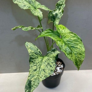 Syngonium mojito Starter Plant (ALL STARTER PLANTS require you to purchase 2 plants!)