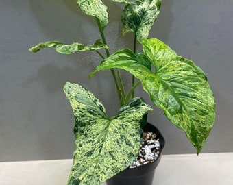 Syngonium mojito Starter Plant (ALL STARTER PLANTS require you to purchase 2 plants!)