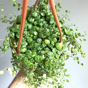May include: A hanging planter with a green and white variegated plant with small round leaves. The plant is in a brown pot and is hanging from a light orange rope.