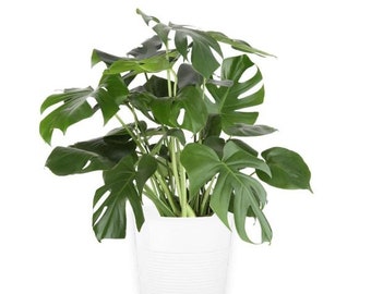 Monstera Deliciosa "Swiss Cheese Plant" starter plant **ALL starter plants require you to purchase 2 plants! **