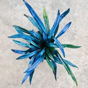 Planta de inicio de helecho de aceite azul (¡TODAS LAS PLANTAS DE INICIO requieren la compra de 2 plantas!)