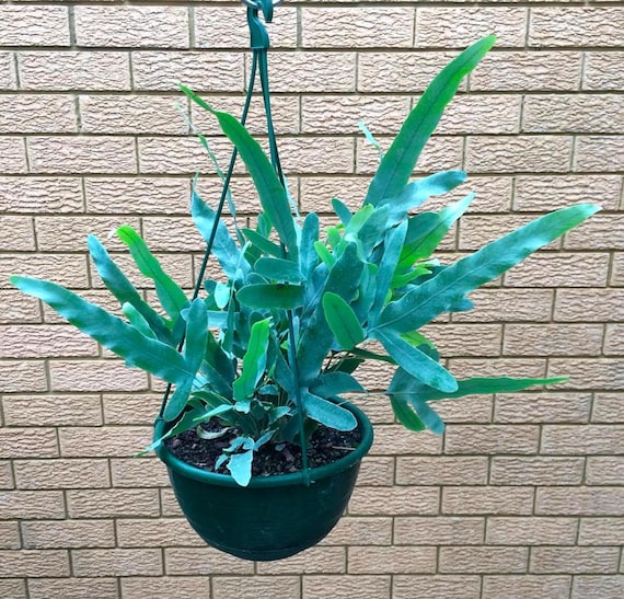 philodendron white princess marble Philodendron White Princess Baby main image 0