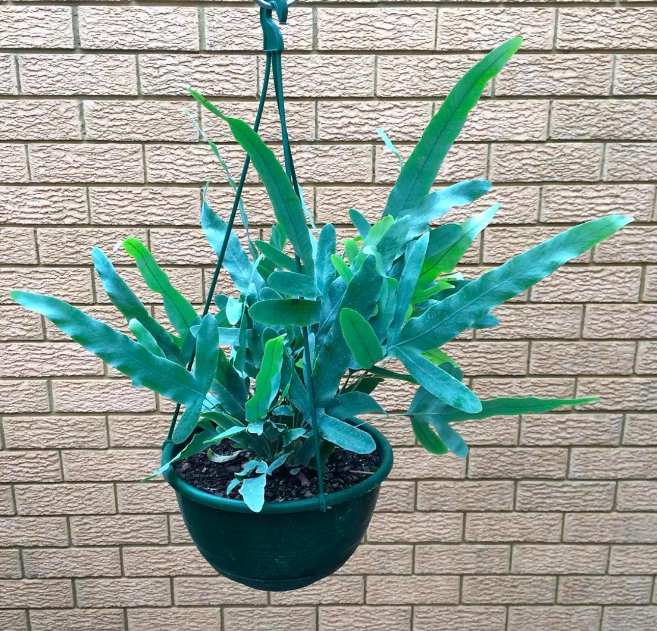 Blue Star Fern Starter Plant (ALL STARTER PLANTS Require You to Purchase 2  Plants!) - Etsy