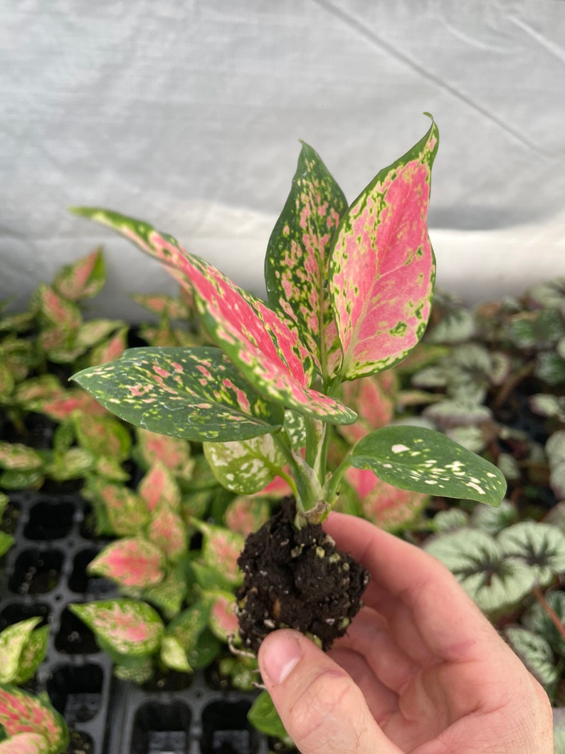 SunshineGreens Aglaonema Favonian Plant - Thumbnail 5