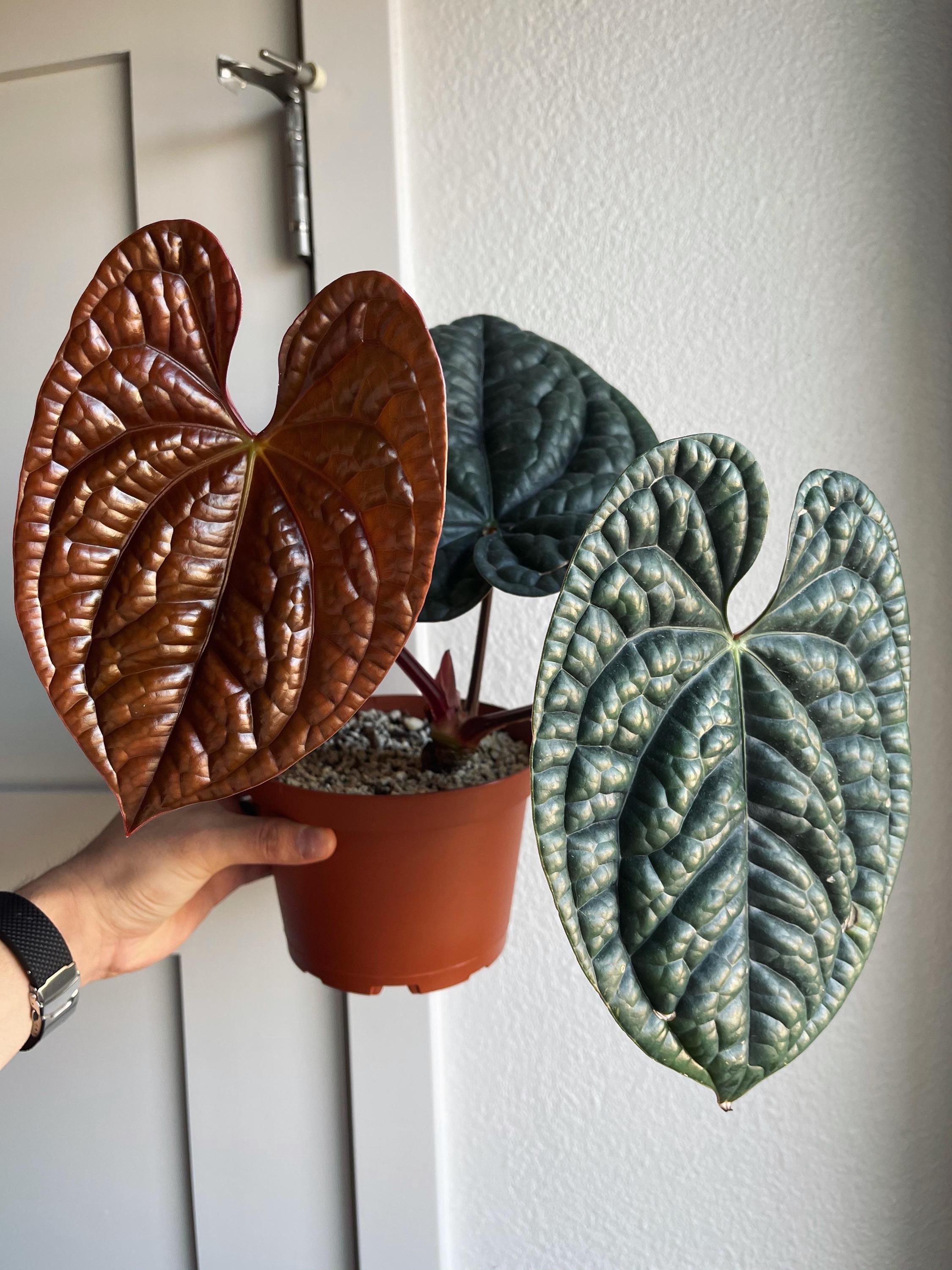 Anthurium luxurians 4” pot (ALL PLANTS require you to purchase 2 plants!)